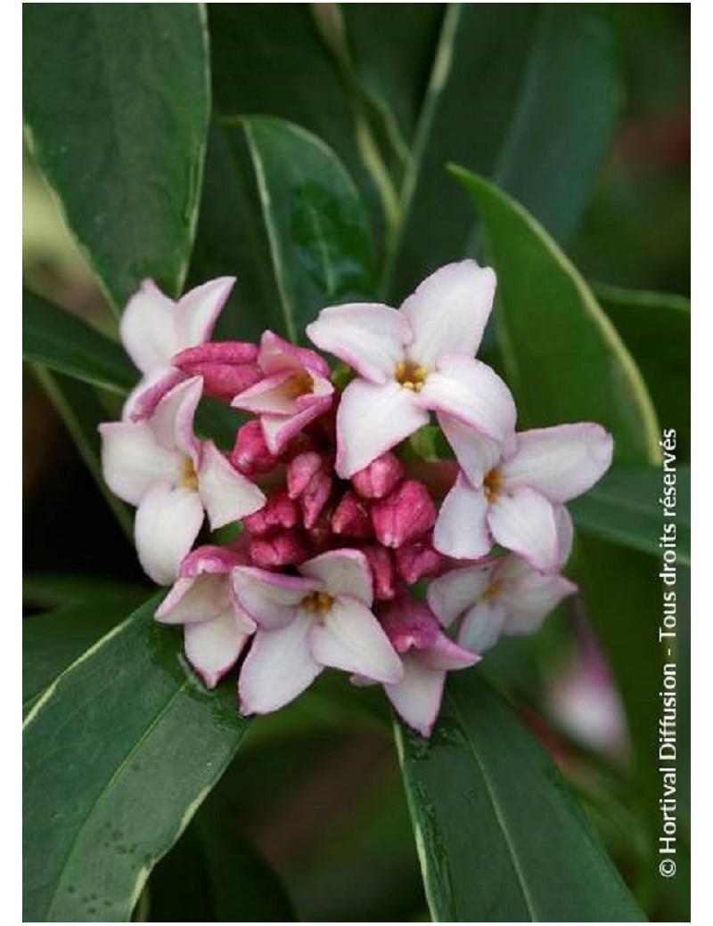 DAPHNE odora AUREOMARGINATA