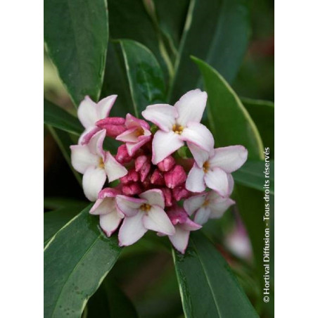 DAPHNE odora AUREOMARGINATA