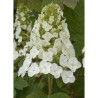 HYDRANGEA quercifolia RUBY SLIPPERS