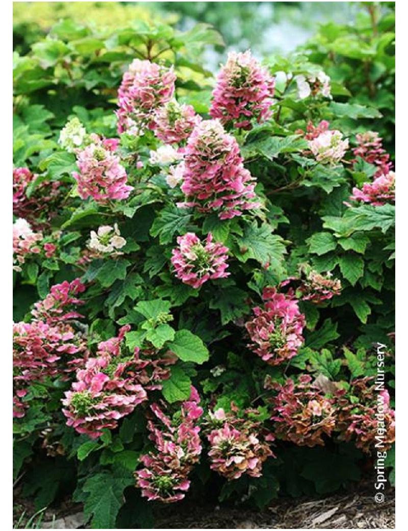 HYDRANGEA quercifolia RUBY SLIPPERS