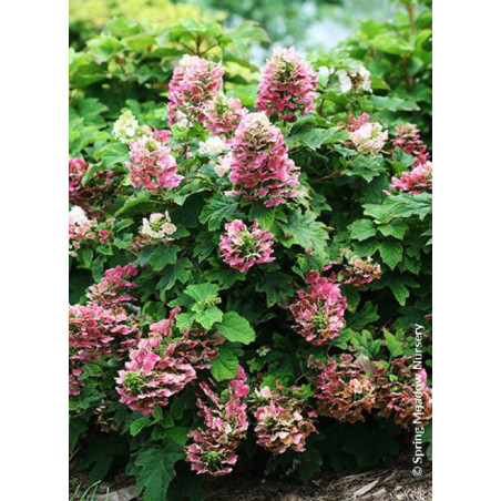 HYDRANGEA quercifolia RUBY SLIPPERS