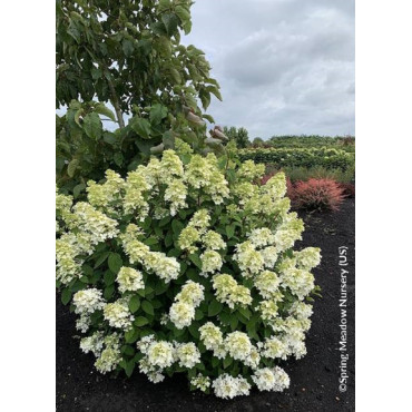 HYDRANGEA paniculata FIRE LIGHT