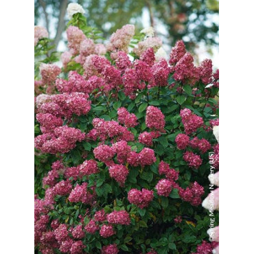 HYDRANGEA paniculata FIRE LIGHT