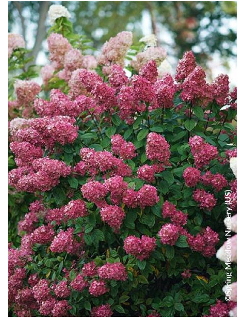 HYDRANGEA paniculata FIRE LIGHT