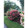 HYDRANGEA paniculata FIRE LIGHT