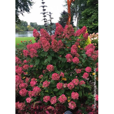 HYDRANGEA paniculata FIRE LIGHT