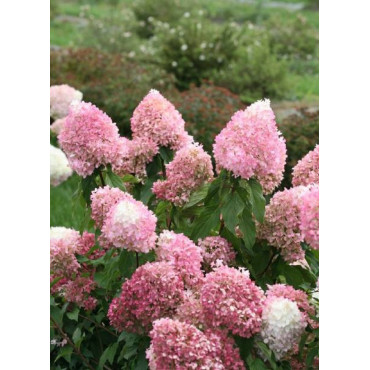 HYDRANGEA paniculata PINKACHU 