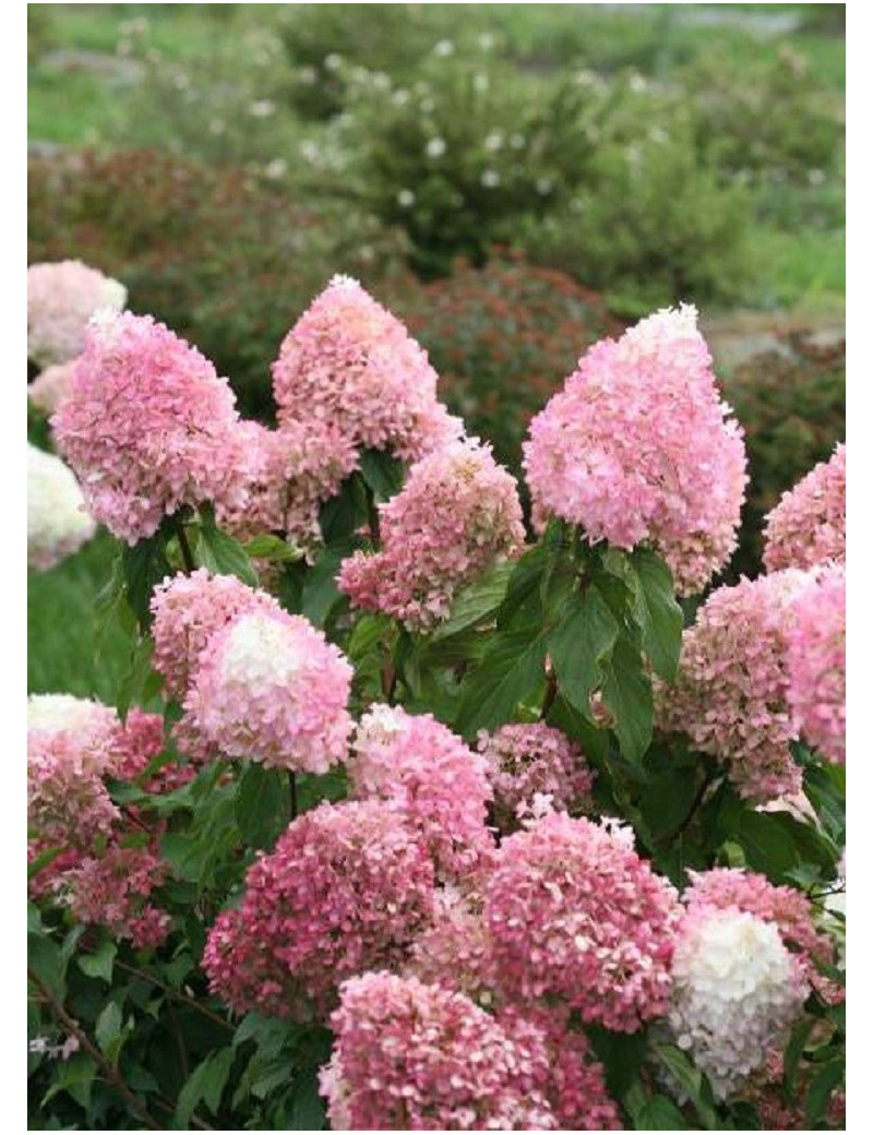 HYDRANGEA paniculata PINKACHU 