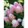 HYDRANGEA paniculata PINKACHU 