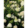 HYDRANGEA paniculata SKYFALL 