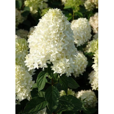 HYDRANGEA paniculata SKYFALL 