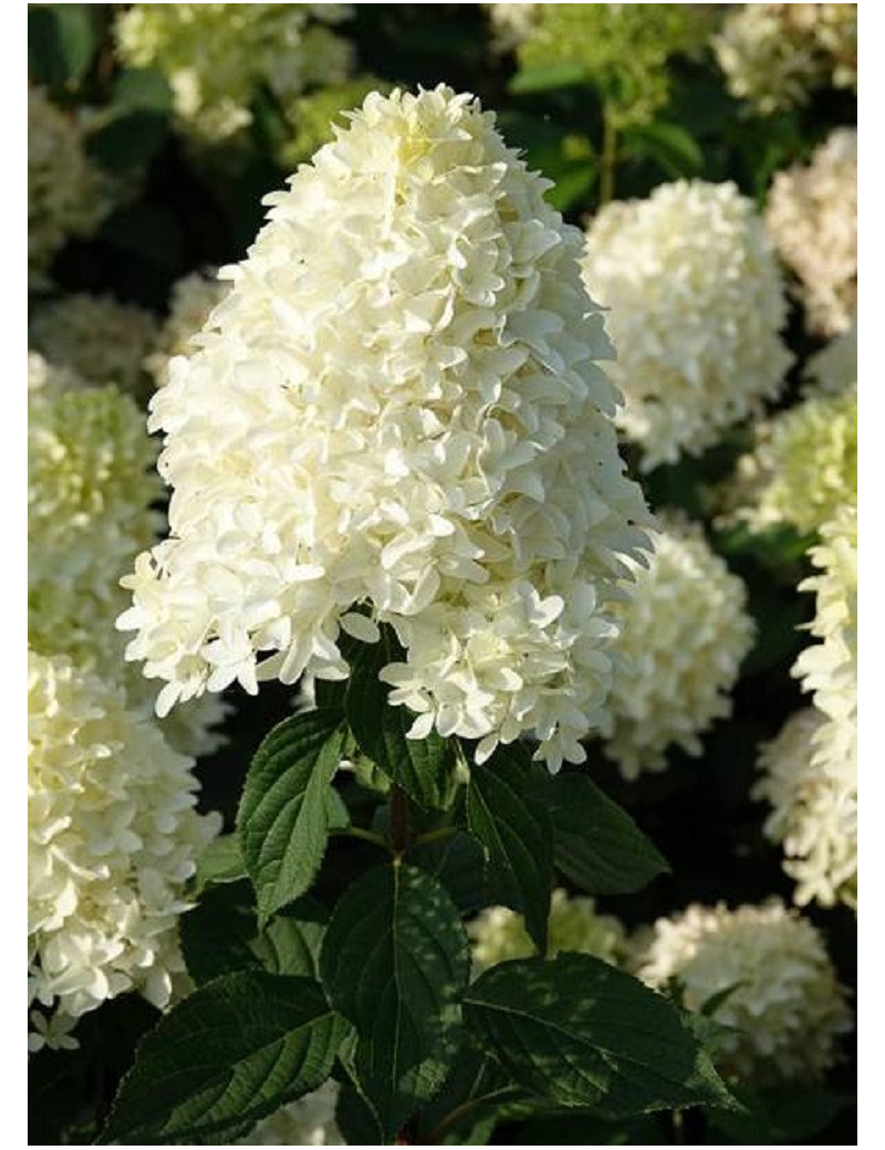 HYDRANGEA paniculata SKYFALL 