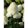 HYDRANGEA paniculata SKYFALL 