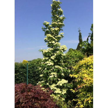 CORNUS kousa FLOWER TOWER