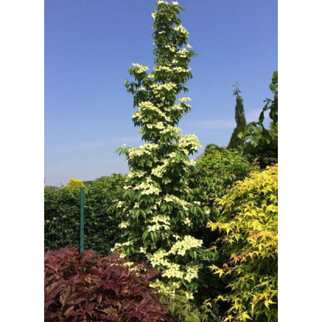 CORNUS kousa FLOWER TOWER