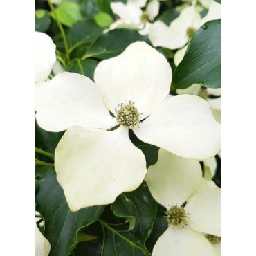 CORNUS kousa FLOWER TOWER