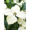 CORNUS kousa FLOWER TOWER