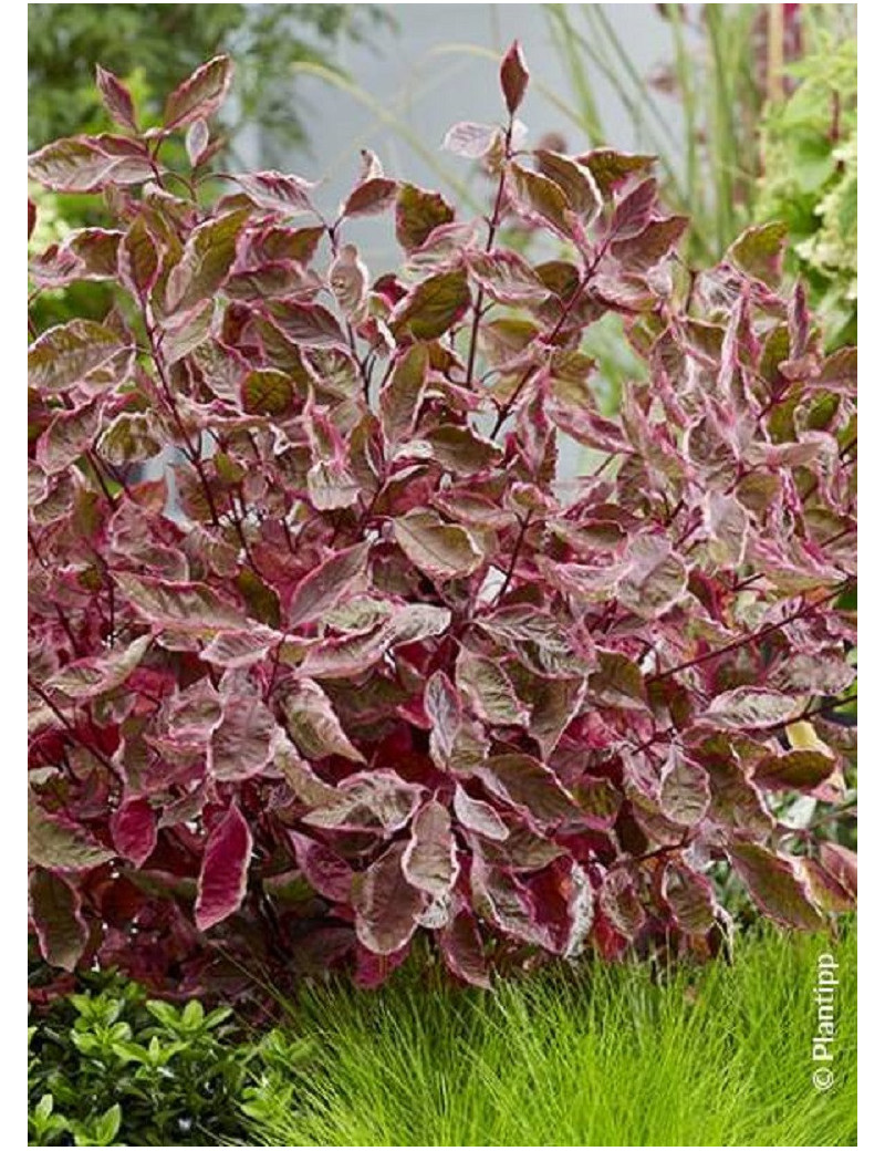 CORNUS alba MIRACLE 