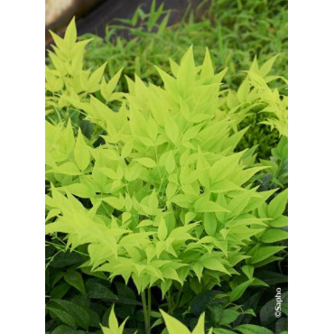 NANDINA domestica MAGICAL  LEMON-LIME