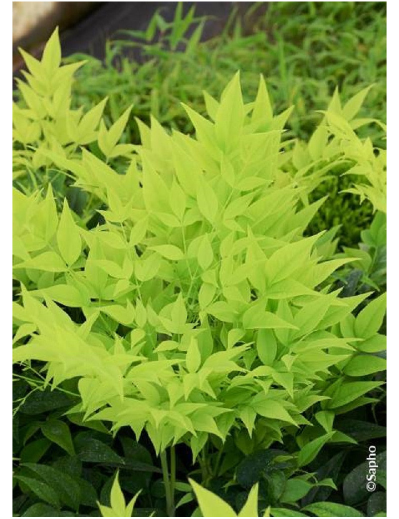 NANDINA domestica MAGICAL  LEMON-LIME