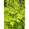 NANDINA domestica MAGICAL  LEMON-LIME