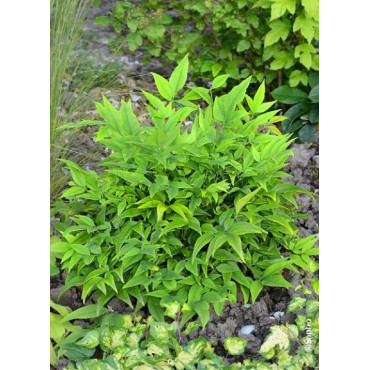 NANDINA domestica MAGICAL  LEMON-LIME