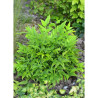 NANDINA domestica MAGICAL  LEMON-LIME