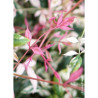 NANDINA domestica TWILIGHT