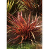 PHORMIUM RAINBOW MAIDEN