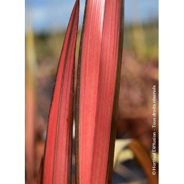 PHORMIUM RAINBOW MAIDEN