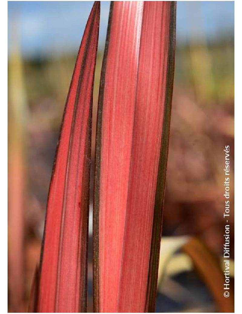 PHORMIUM RAINBOW MAIDEN