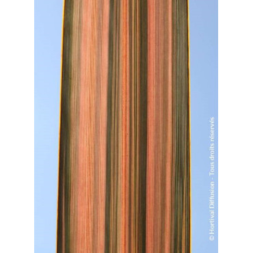 PHORMIUM PINK PANTHER