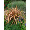 PHORMIUM PINK PANTHER