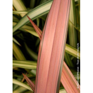 PHORMIUM PINK PANTHER