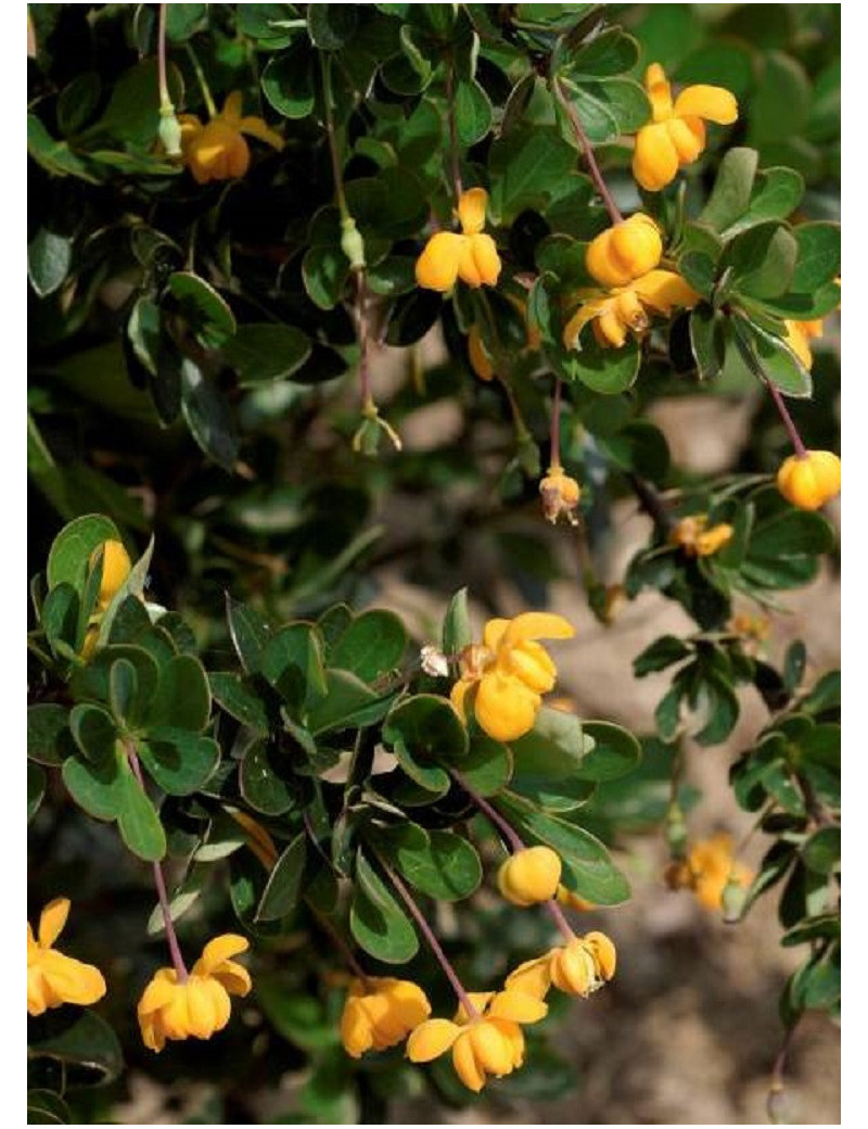 BERBERIS buxifolia NANA