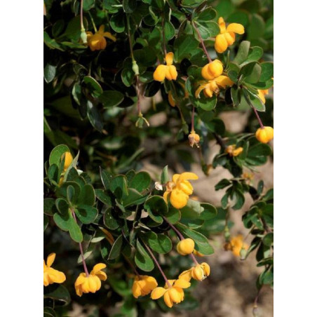 BERBERIS buxifolia NANA