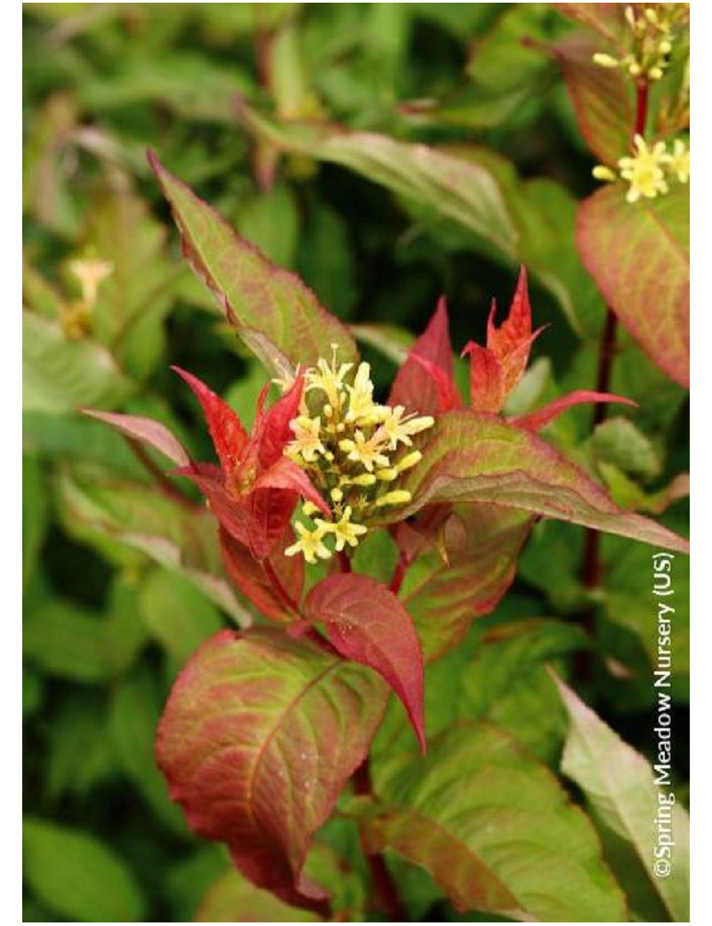 DIERVILLA splendens KODIAK ORANGE