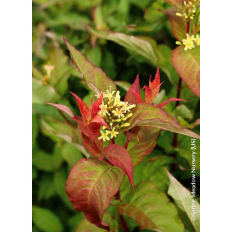 DIERVILLA splendens KODIAK ORANGE