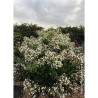 HEPTACODIUM miconioides TEMPLE OF BLOOM 