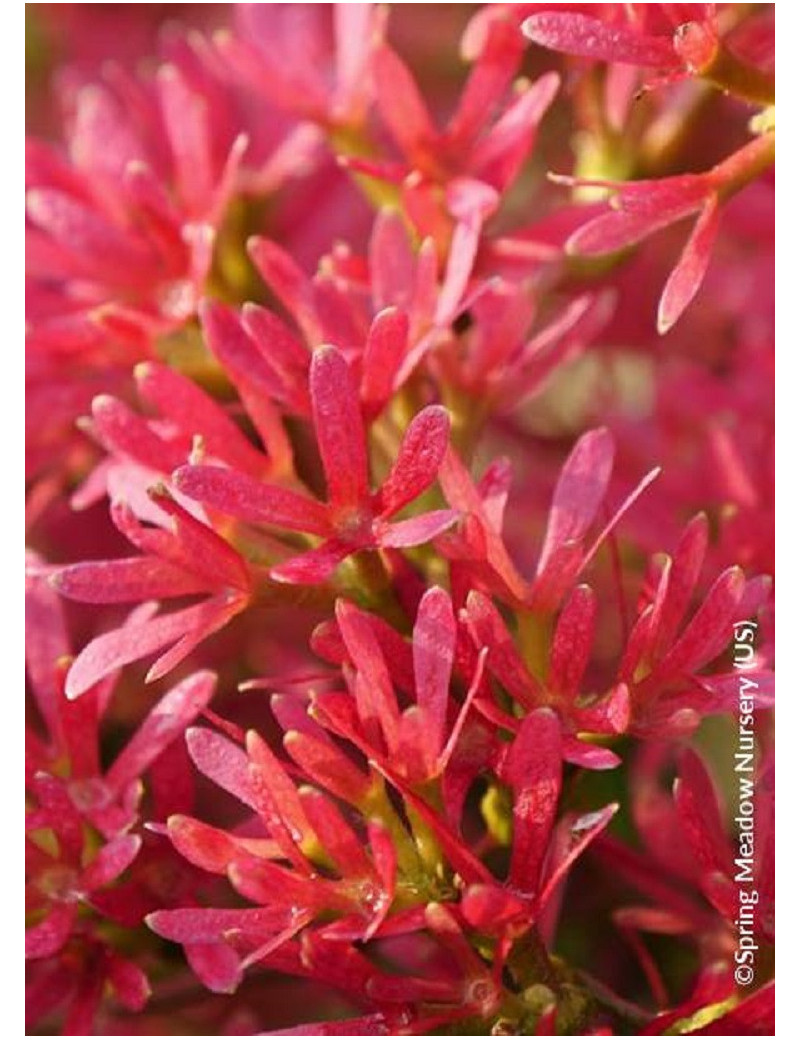 HEPTACODIUM miconioides TEMPLE OF BLOOM 