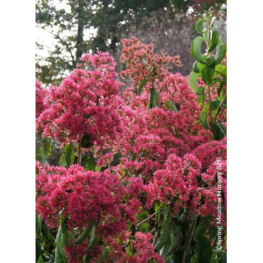 HEPTACODIUM miconioides TEMPLE OF BLOOM 