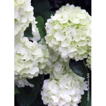 VIBURNUM plicatum OPENING DAY®