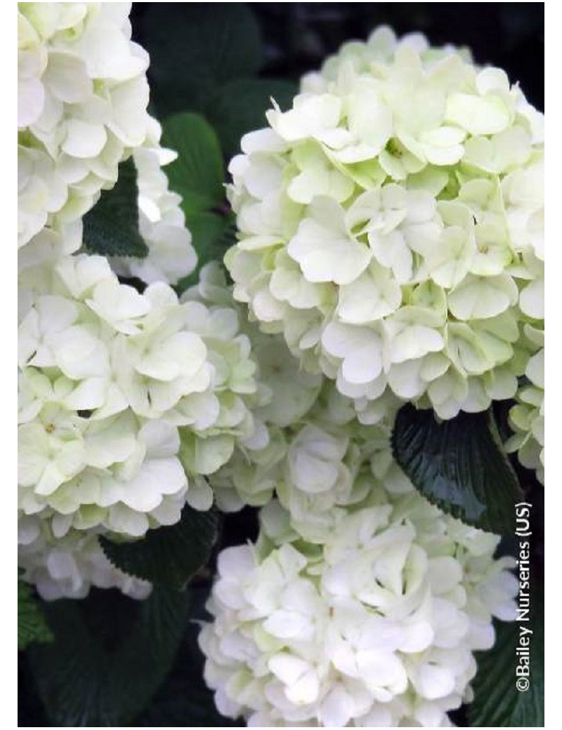 VIBURNUM plicatum OPENING DAY®