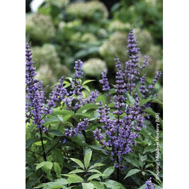 VITEX agnus-castus BLUE DIDDLEY