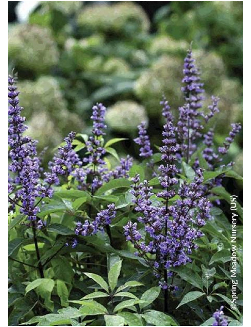 VITEX agnus-castus BLUE DIDDLEY