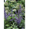 VITEX agnus-castus BLUE DIDDLEY