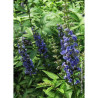 VITEX agnus-castus BLUE DIDDLEY