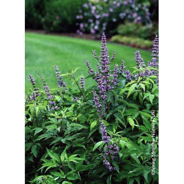 VITEX agnus-castus BLUE DIDDLEY