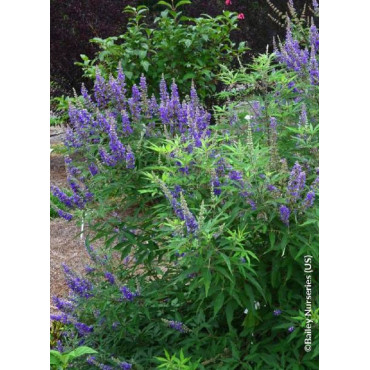 VITEX agnus-castus BLUE DELTA BLUES