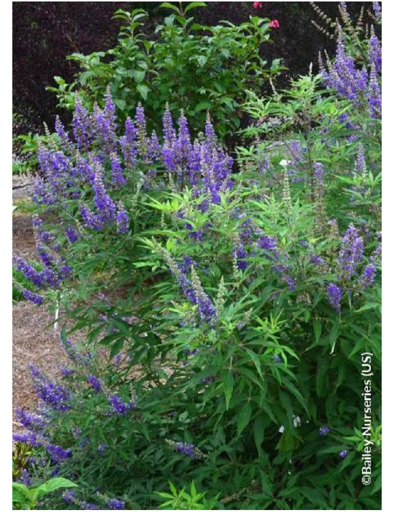 VITEX agnus-castus BLUE DELTA BLUES